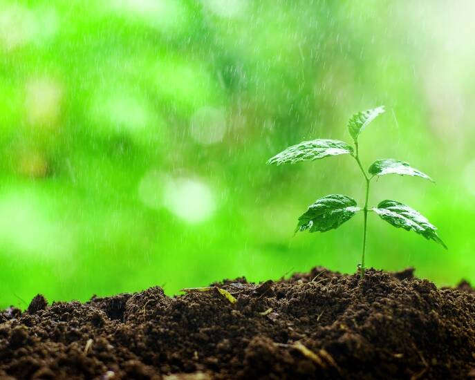 SMV_Servicios Medioambientales_Valencia_diferencias_compost_vermicompost_101